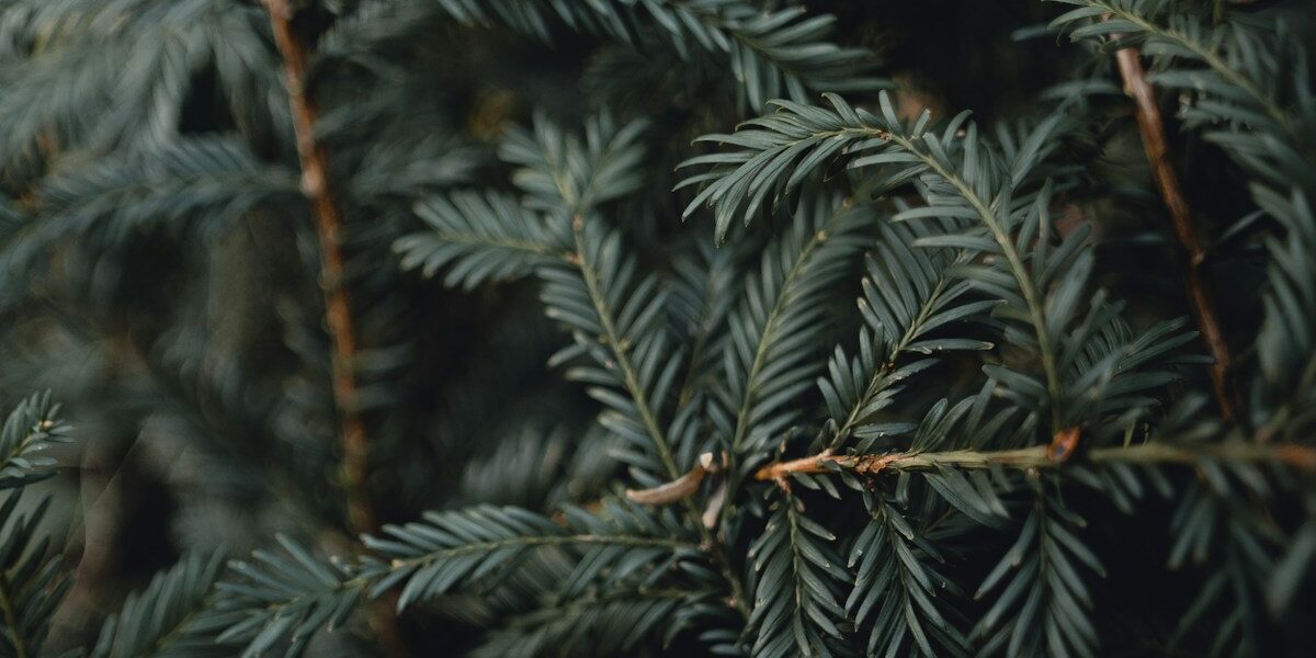 Military Recruitment Surges: New Benefits and Opportunities in 2026